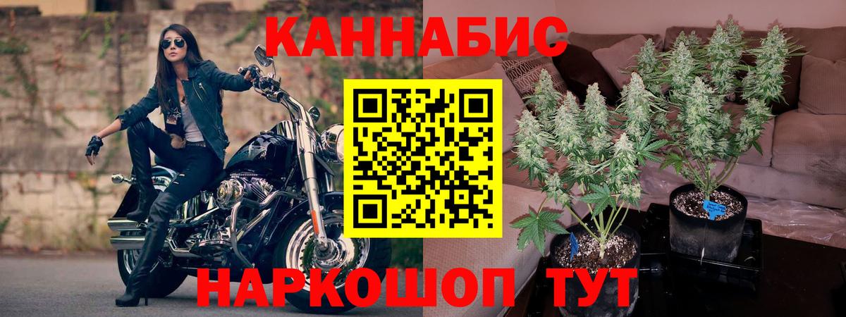 Конопля план Бердск